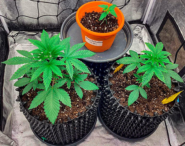 Кусты каннабиса после пересадки в увеличенные горшки