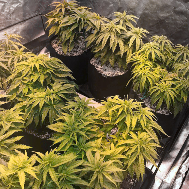 Конопля ростом 45 см