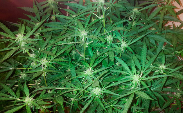 Куст ростом 46 см