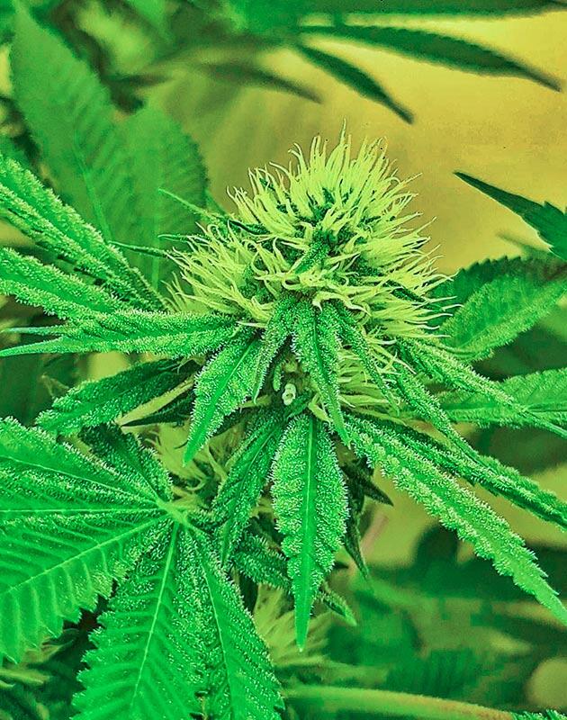 Девятая неделя цветения каннабиса