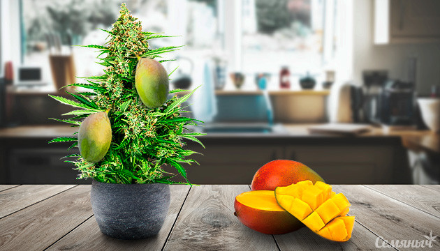 Марихуана и манго