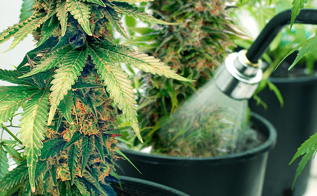 Промывка автоцветов перед сбором урожая