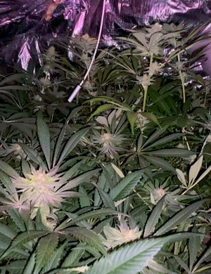 Кусты в гроубоксе