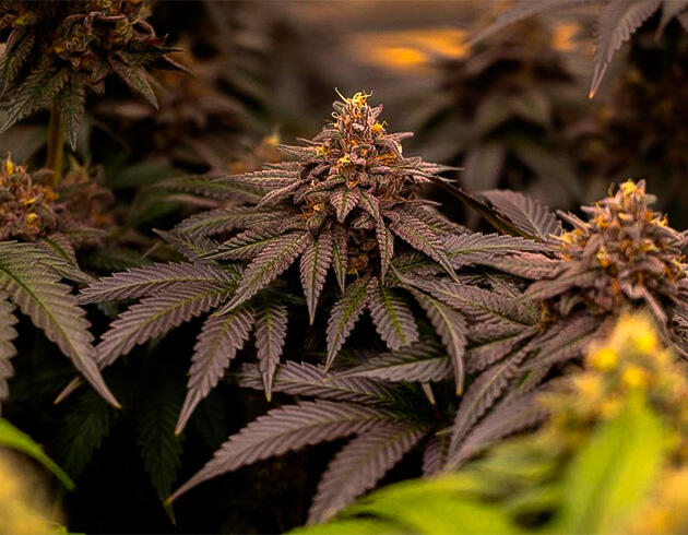Каннабис с выраженными темными оттенками и плотными соцветиями