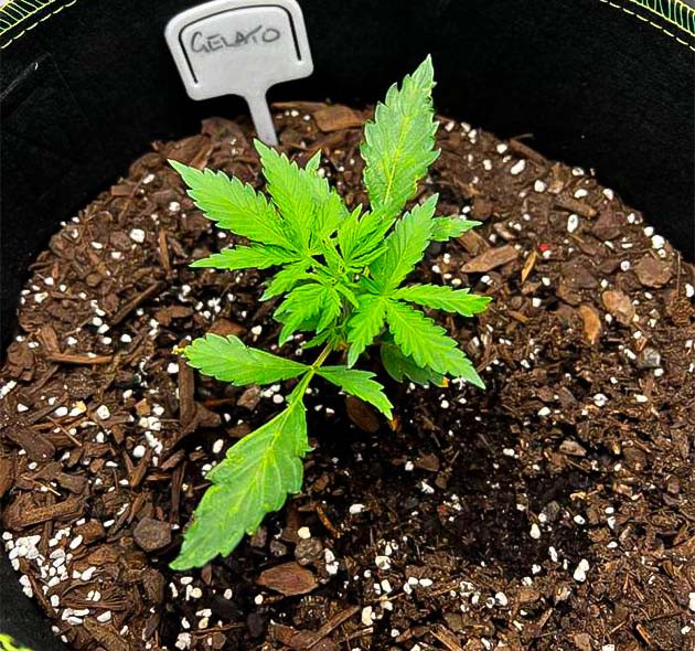 Поддерживание постоянной температуры и проведение LST-тренировки Росток Gelato на 2 неделе выращивания