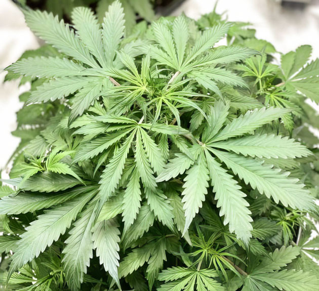 Куст Strawberry Gorilla Auto ростом 43 см