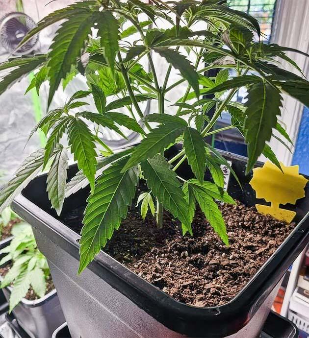 Восстановление после топпинга и полив Куст Apple Betty на стадии вегетации