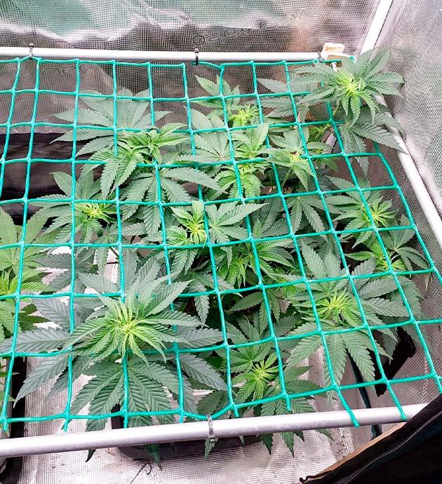 Куст Booberry Cookies RBX от Ethos Genetics на 8 неделе