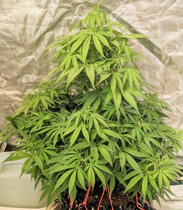 Zoap: режим 12/12