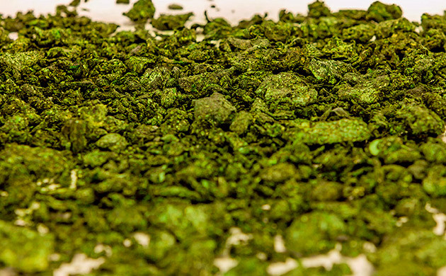 Ламинария как источник минералов для каннабиса