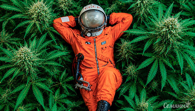 Новые сорта конопли Gagarin Haze и Gagarin High Новинки на семяныче