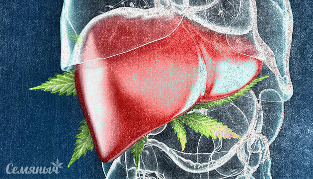 Влияние конопли на печень