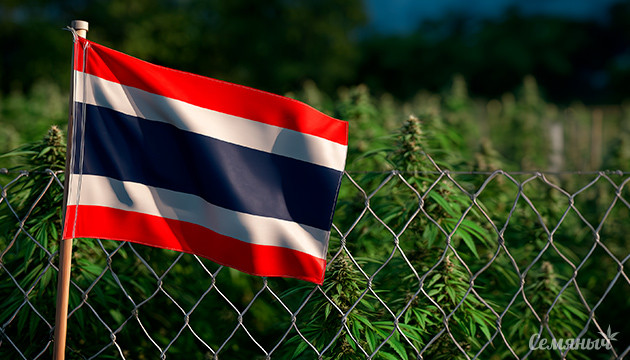 Таиланд сворачивает рынок рекреационной конопли