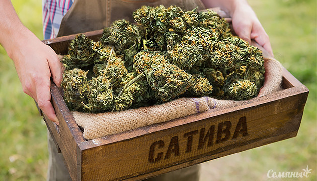 Сорта Сативы с хорошей урожайностью Урожайная сатива