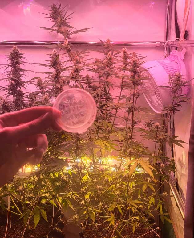 Трихомы на шишках марихуаны Куст Grand Gorilla Purple Auto от Семяныча на 9 неделе