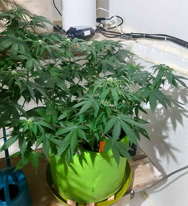 Реакция на дефицит питания Куст марихуаны на 7 неделе роста