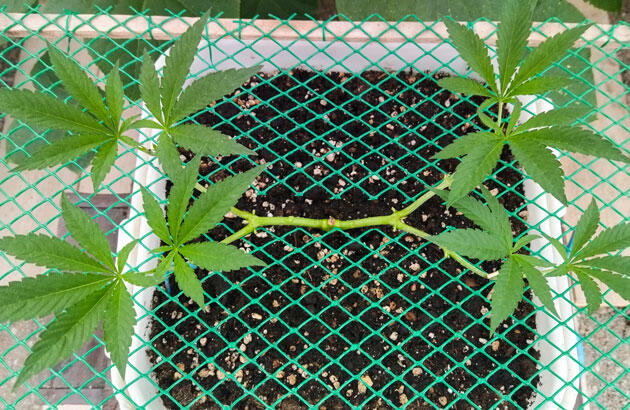 Здоровый куст конопли с формирующейся кроной