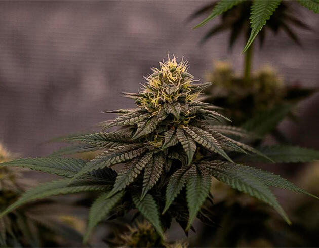 Конопля на 11 неделе роста