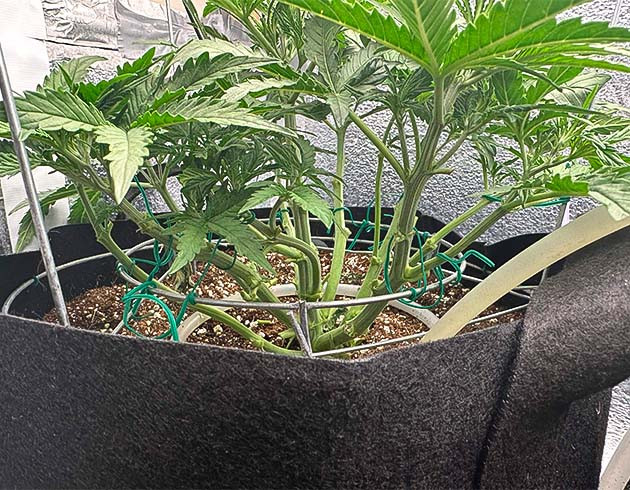 Применение техники LST Godzilla Cookies Auto на 4 неделе выращивания