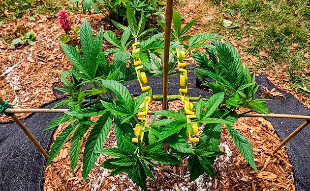 Куст Gorilla Cookies FF от FastBuds на стадии вегетации