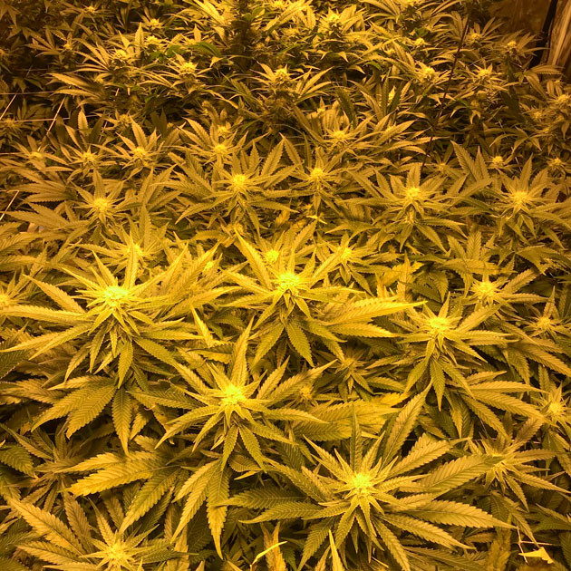 Кусты на 9 неделе выращивания