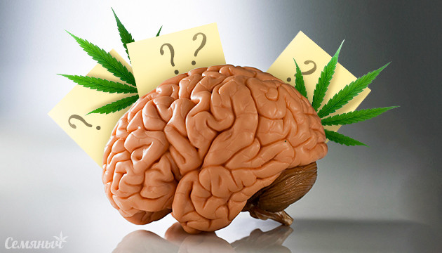 Влияние конопли на мозг