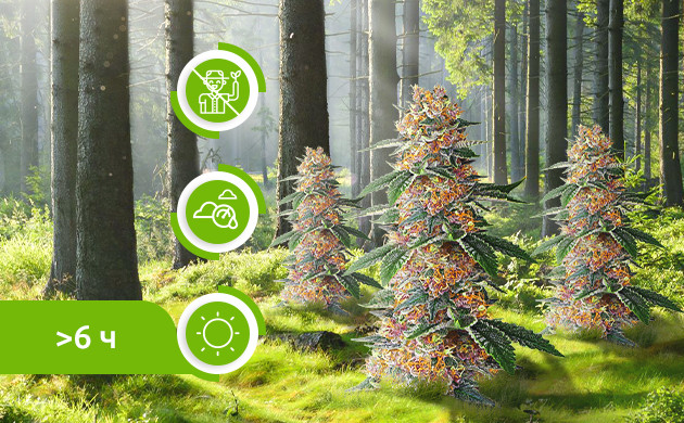 Критерии для выращивания конопли в лесу