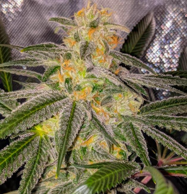 Куст Jealousy Kush fem на 12 неделе развития