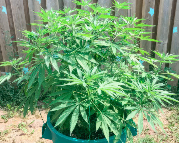 Куст Jack Herer от Seedkeepers на 7 неделе выращивания