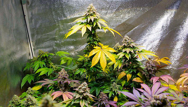 Куст Tropicanna Banana перед харвестом