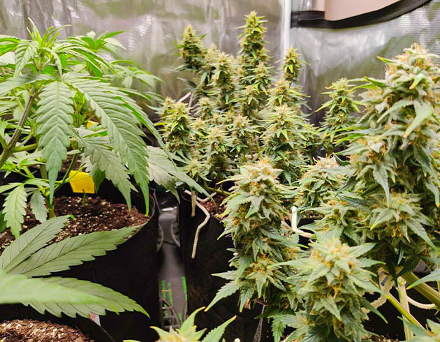 Выращивание конопли Afghan Kush Ryder Auto в индоре