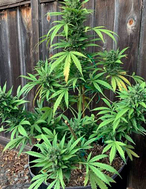 Растягивание ветвей методом LST