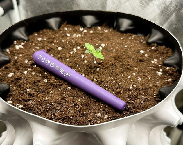 Росток Auto Critical Lemon CBD на 1 неделе