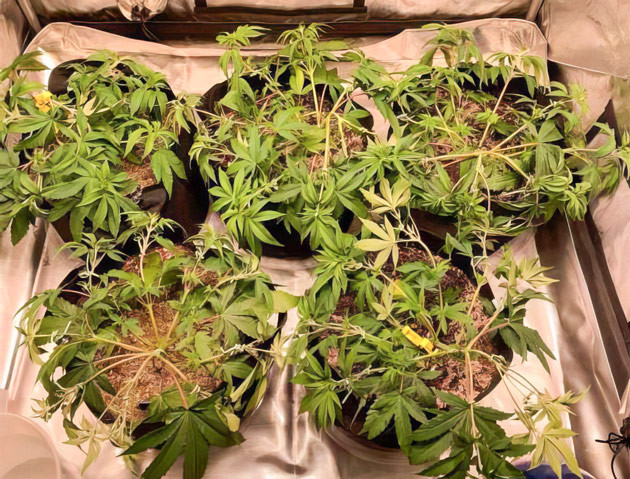 Формирование кроны конопли Подготовка каннабиса к цветению