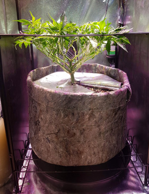 Смена светового режима Pineapple Chunk в гроубоксе