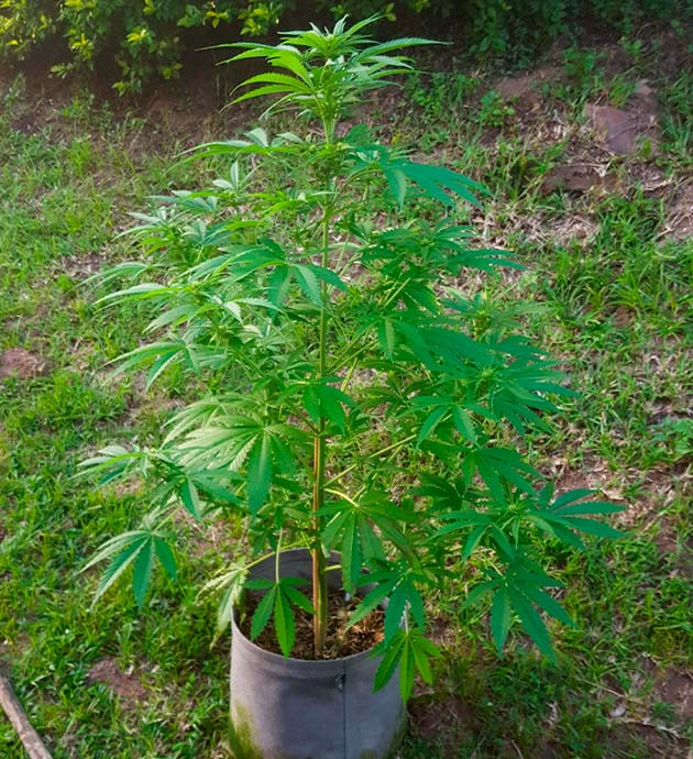 Растение после недолива воды