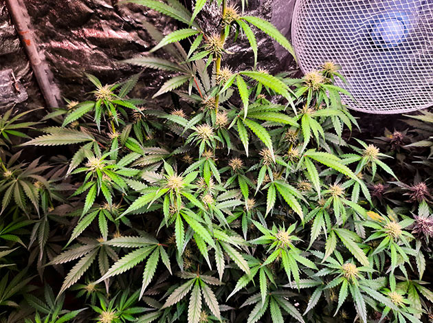 Куст конопли Tashkenti Auto на 9 неделе выращивания