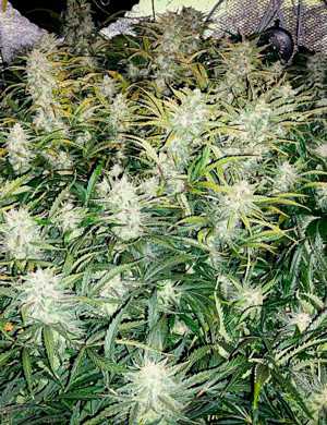 Куст перед сбором урожая