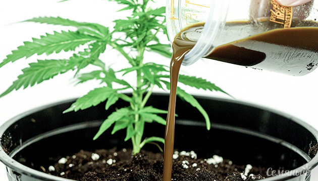 Питание конопли