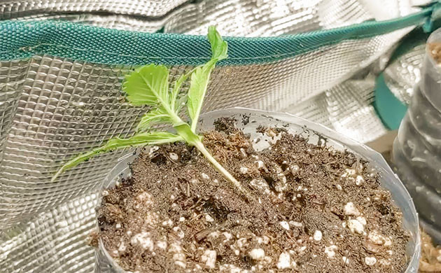 Укоренение черенка канна-бонсая: советы Формирование каннабис-бонсай