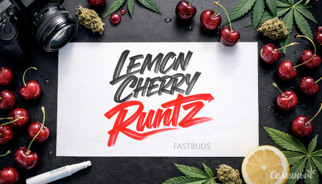 Гроурепорт сорта Lemon Cherry Runtz от FastBuds