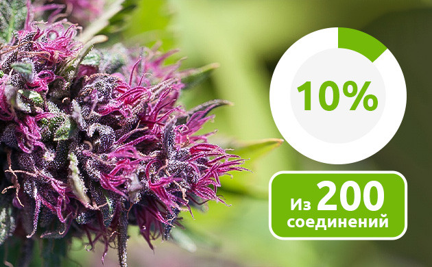 ТГК, КБД, терпены и флавоноиды: понимание каннабиса