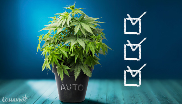 Особенности выращивания автоцветущих сортов конопли