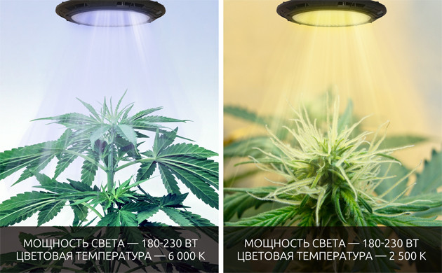 Показатели необходимого уровня света для выращивания конопли в гроубоксе Освещение в гроубоксе