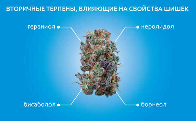 Вторичные терпены марихуаны и эффект антуража Вторичные терпены конопли и их вклад в аромат и эффект
