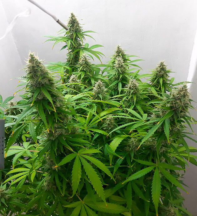 Подвязка конопли и полив Куст Gorilla Cookies Auto от FastBuds на 13 неделе выращивания