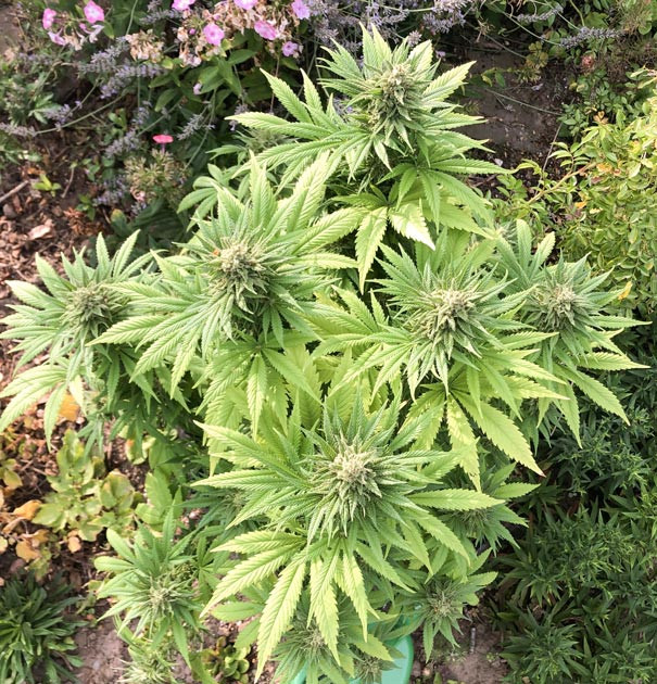 Финальные недели перед харвестом Atomical Haze