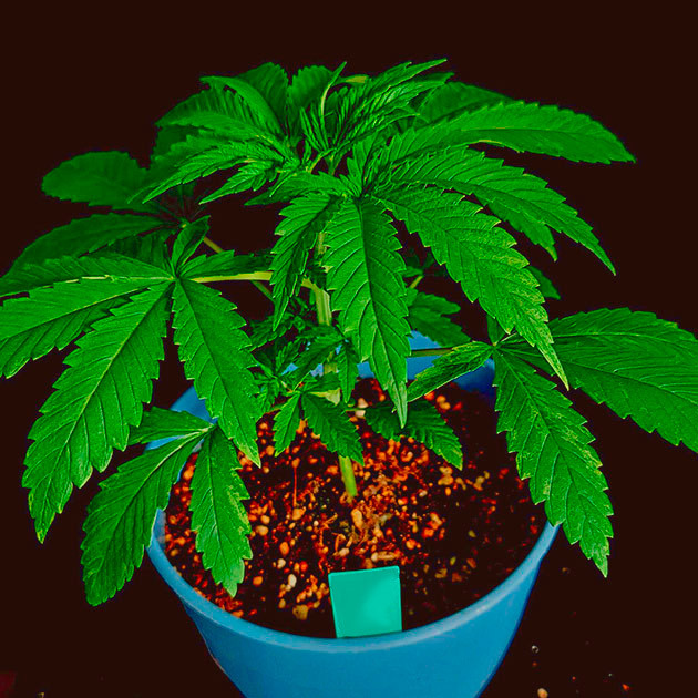 Удвоение высоты DDoS #33 Старт роста DDoS #33