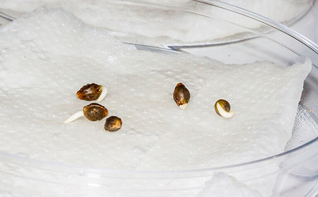 Способ проращивания между бумажными полотенцами Проращивание семян на бумажном полотенце