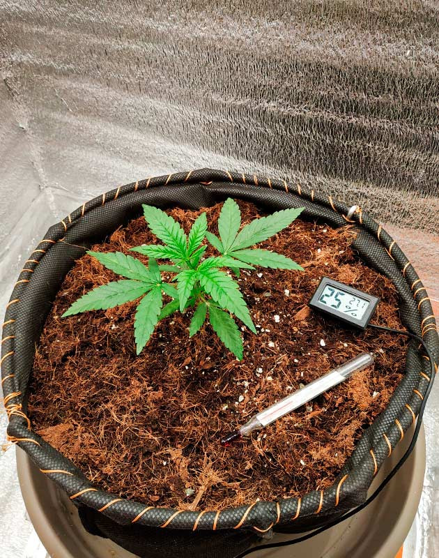 Подробнее о кокосовом субстрате для выращивания Куст на 3-4 неделе выращивания